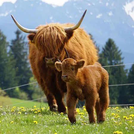 Beim Bohlar - Hochplatte Halblech